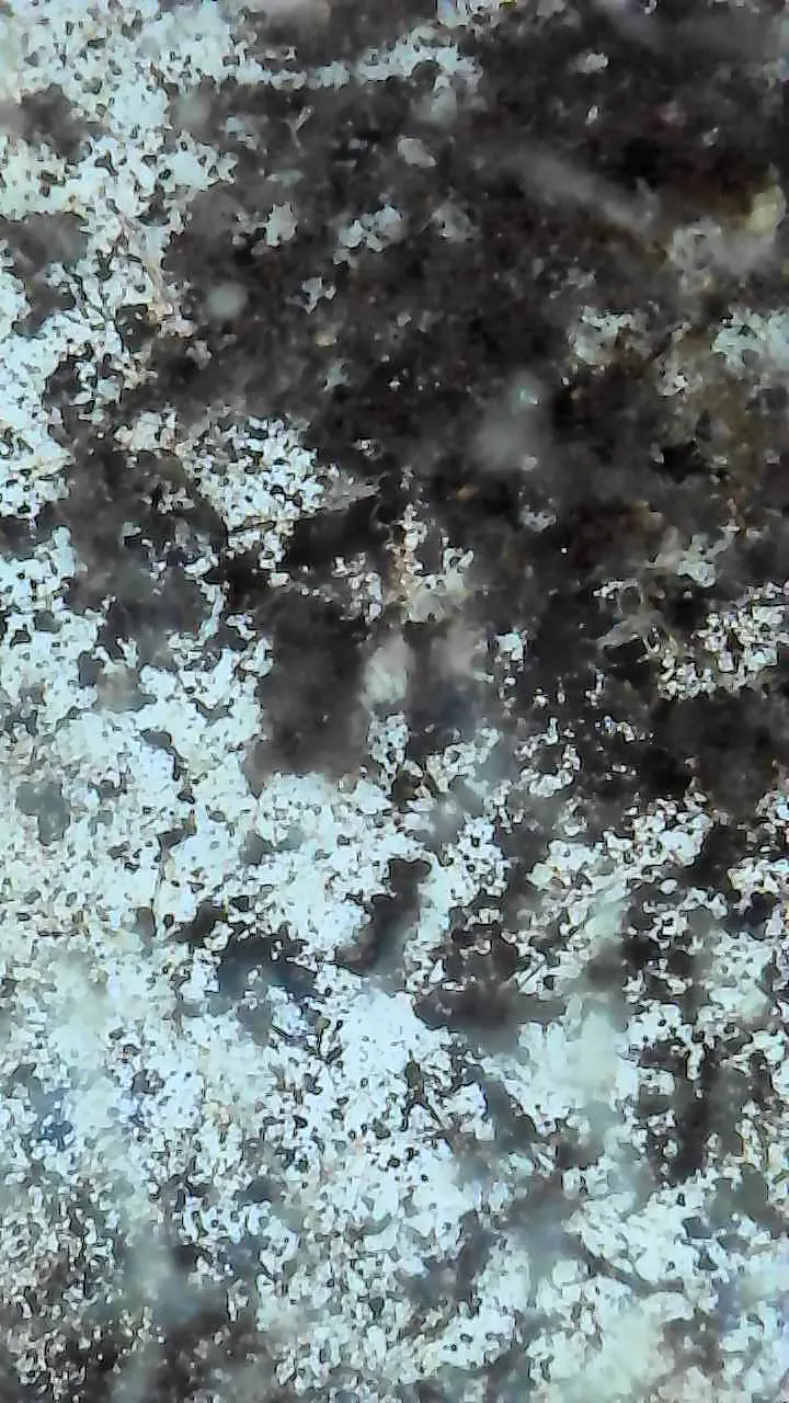 Vue macro d'une contamination fongique : amas dense de filaments et de spores blanchâtres et noirs sur le support.