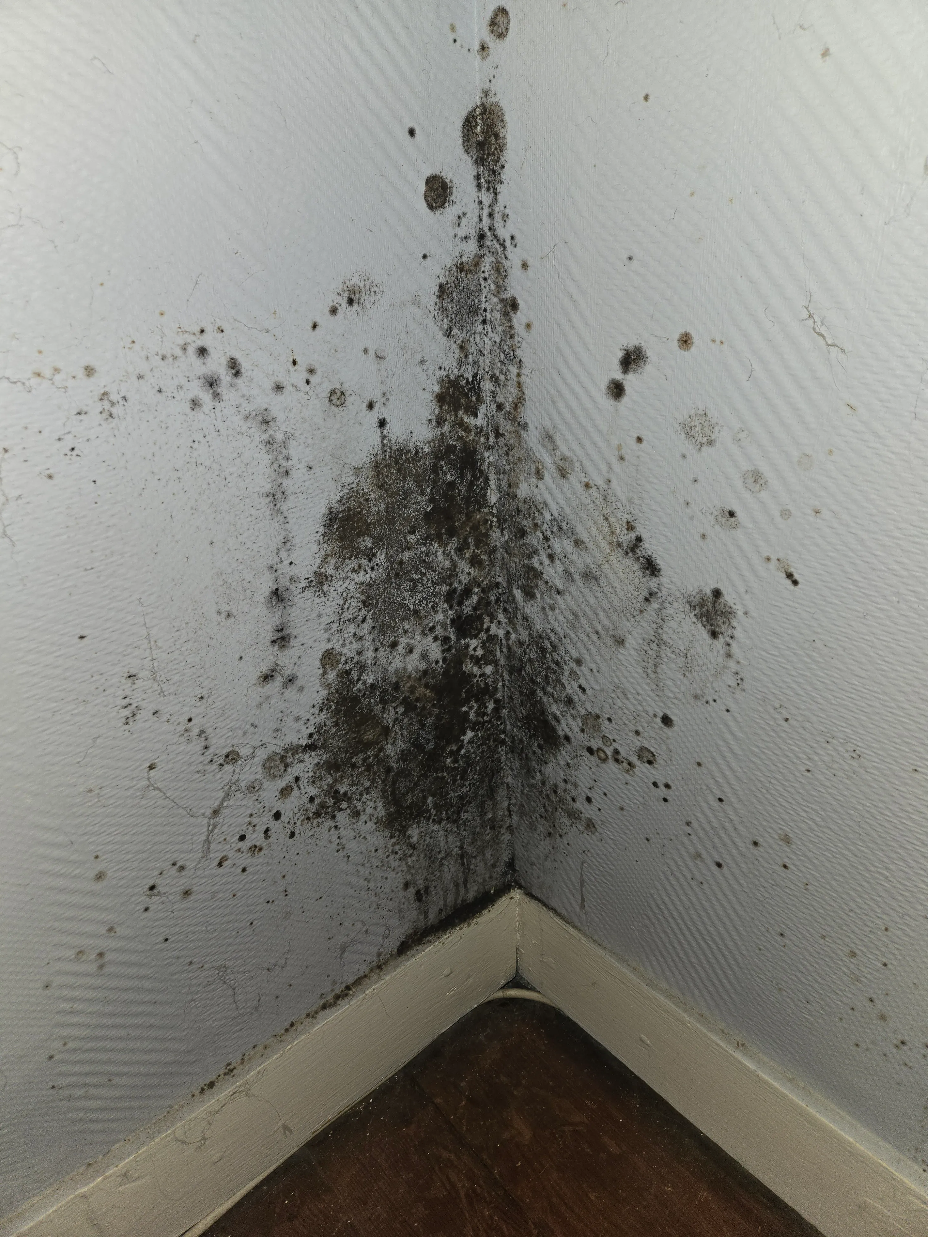 Moisissure sur un mur intérieur, diagnostic humidité à Bordeaux